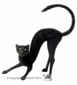 Chlupatá černá kočka